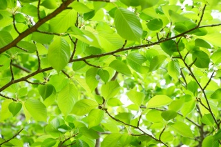 ゴールデンウィーク休業のお知らせ